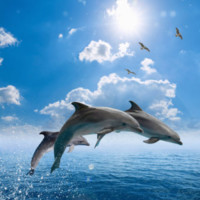 Fisheries And Aquaculture Conference