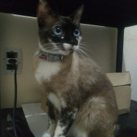 Luna Luna