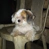 Gelli Quiobe