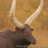 Mugisha Benon