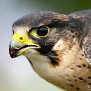 Willem Eduard Focus (info@we-focus.nl)