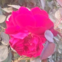 Arpna Harchand