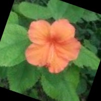 Romula Flores