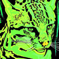 Green Ocelot