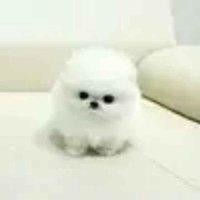 赵柏君
