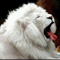 Alfonzo Magno Molina