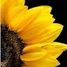Gayle Douglas Enlow