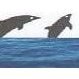 Ashutosh Marine Pvt. Ltd