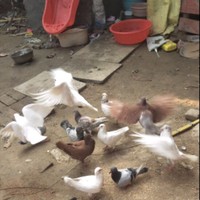 凌振国