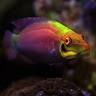 Jeff Still