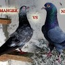 Wellcome To Pegion Tips