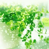 Ánh Tuyết Bùi Thị