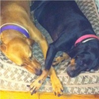 Tracy Kilpatrick, CSA