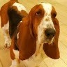Do Do Hong Kong Basset Hound
