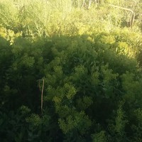 岳春鹏
