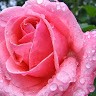 Flor Do