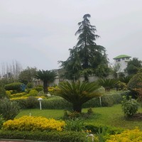 Parsa Parsa