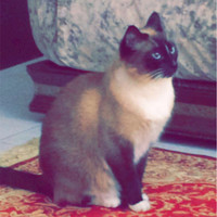 Marwa Fakir
