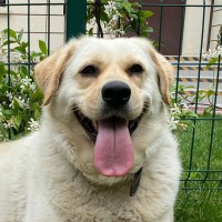 Maya The Dog