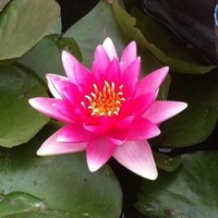 Backyard Concepts LLC