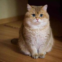 陈西西