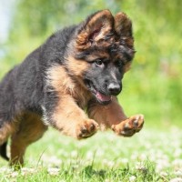 Info About Puppy