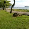 Yuri Henrique Silva Gonçalves