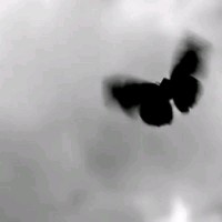 郑巧巧