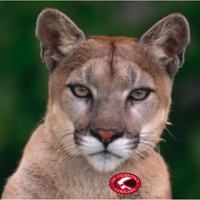 Clermont Cougar