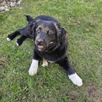 Maya the Dog