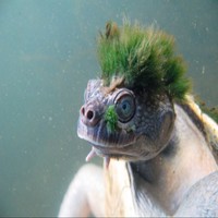 陈炫宇