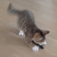 Cutecatsxxl Cat Lover