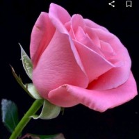 Farha Sultana Naseer