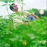 Ghanshyam Shiyal