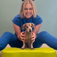 Dayle Dillon Carroll Dvm, Cvsmt, Fcoac, Ccrp