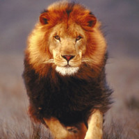 Sundar P