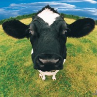 Cow Vaca