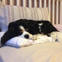 Charlie Dog