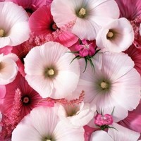 Charm 788