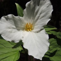 Teresa (Terry) B.