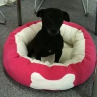 Ness The Dog