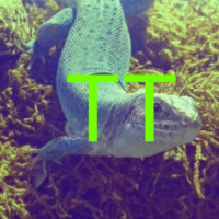 Tom Topman