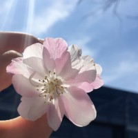 宋丽达