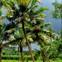 Ramesh K T Vallil