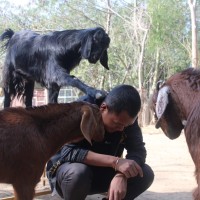 Dipesh Thapa