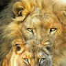 Cat Lover I Love Animals