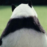 DA HUI