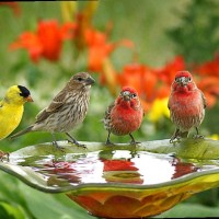 سارة عبد السلام