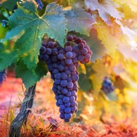 Cellar Door Wines Ltd