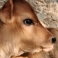 Rishu G